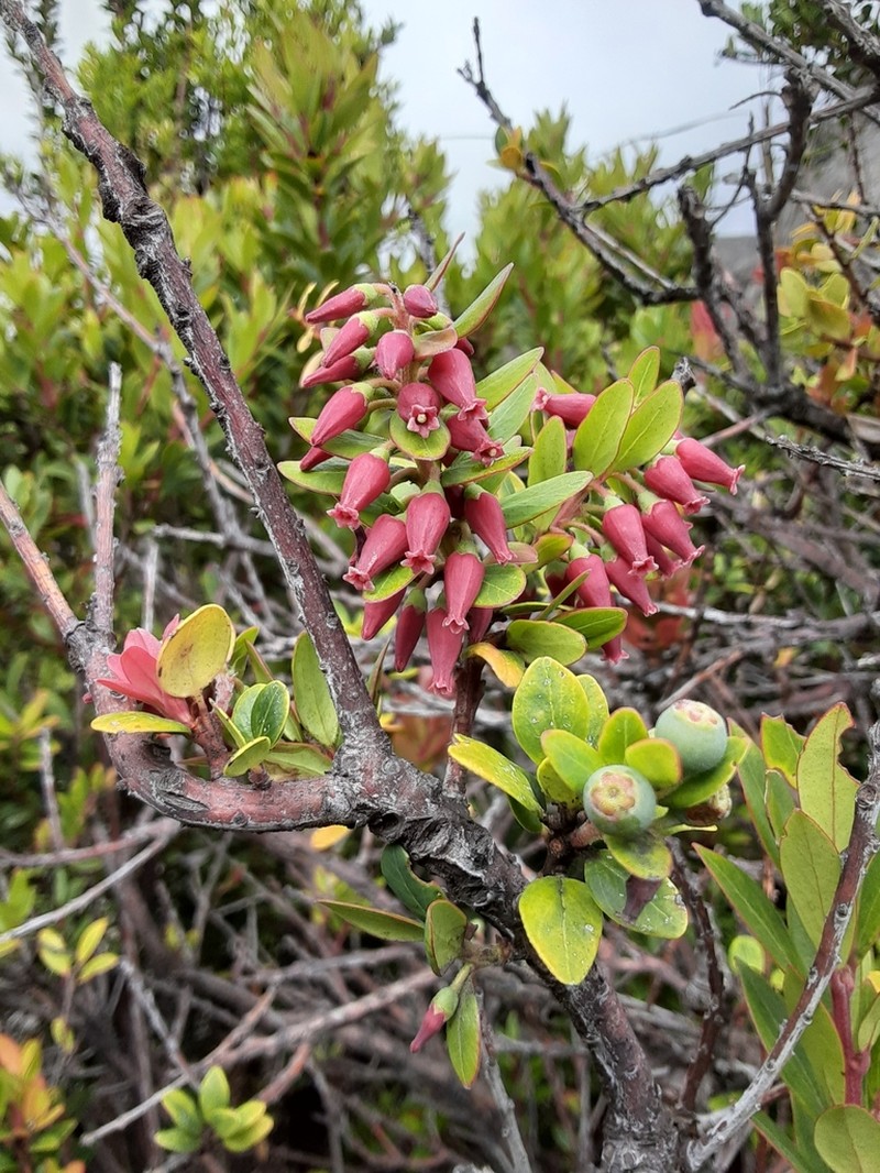 Vaccinium varingiifolium photo 4