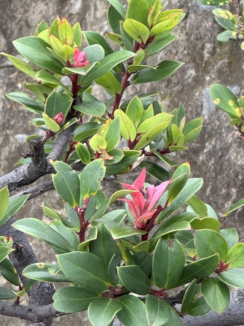 Vaccinium varingiifolium photo 5