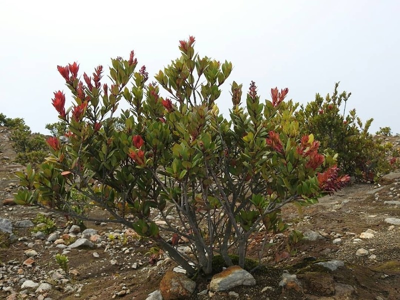Vaccinium varingiifolium photo 6