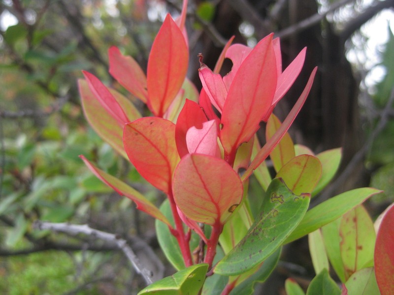 Vaccinium varingiifolium photo 7