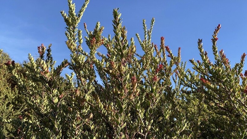 Vaccinium varingiifolium photo 8