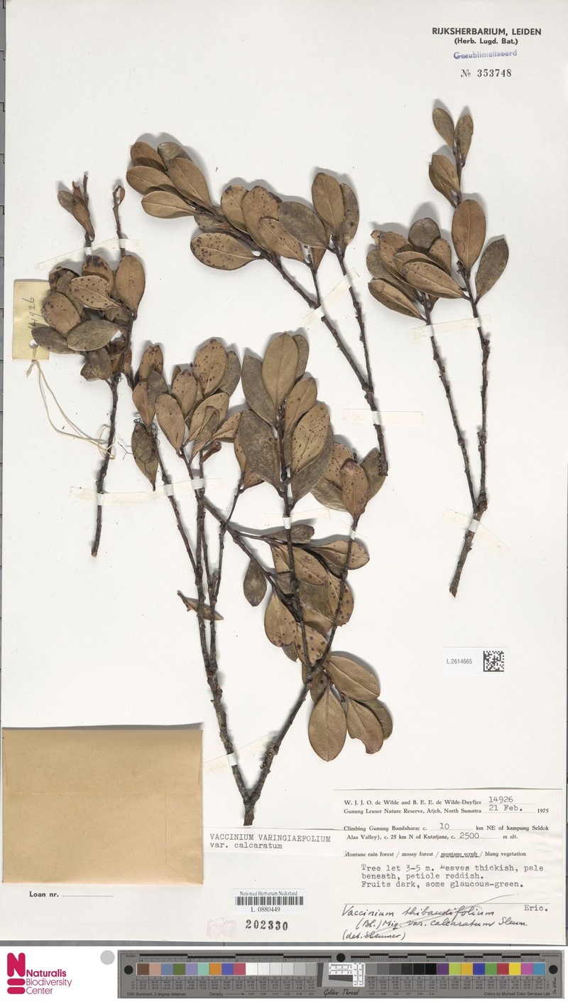 Vaccinium varingiifolium var. calcaratum