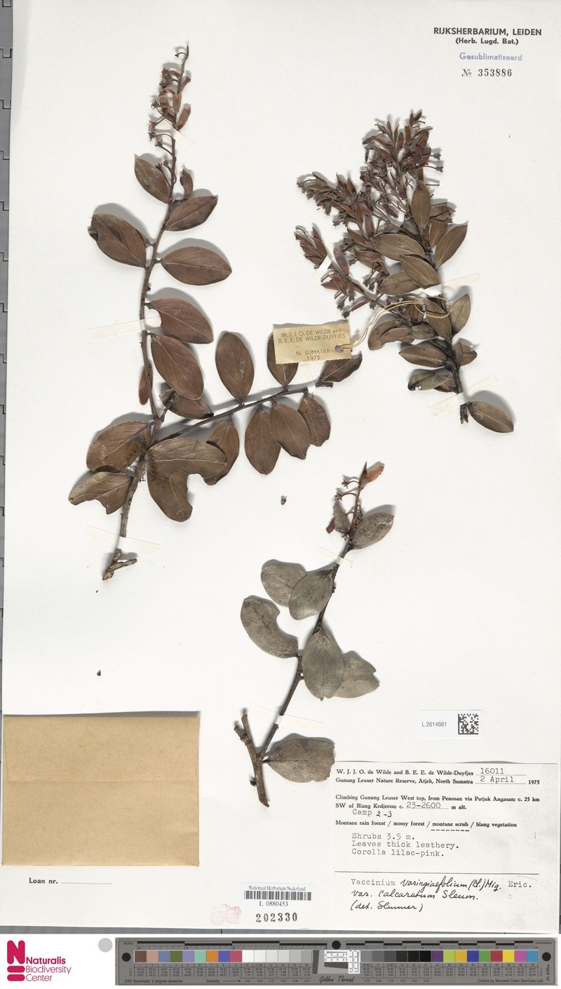 Vaccinium varingiifolium var. calcaratum photo 2