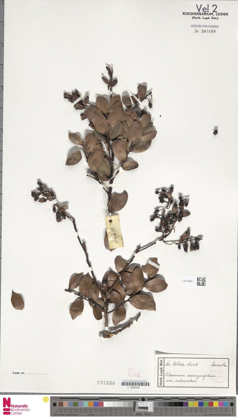 Vaccinium varingiifolium var. calcaratum photo 3