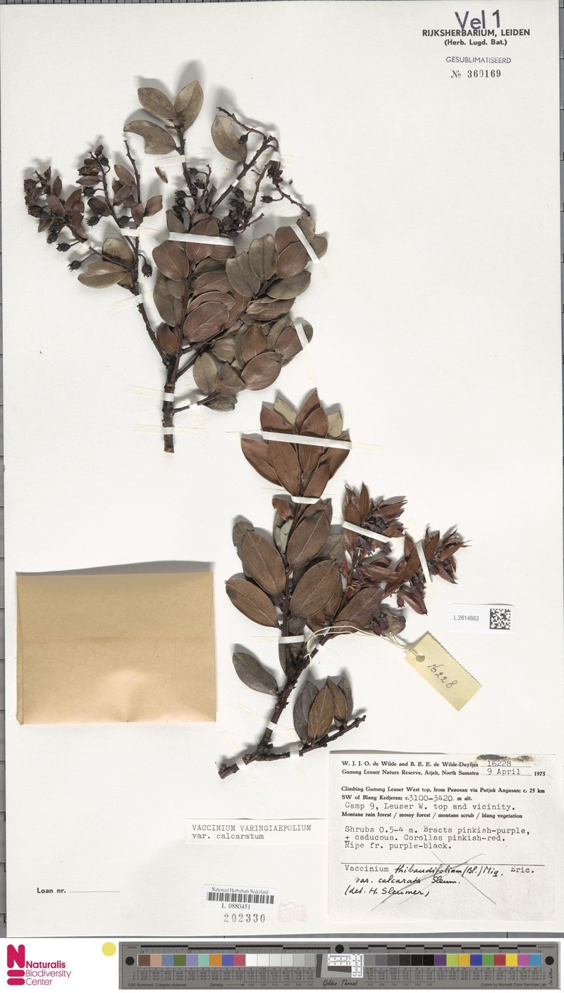 Vaccinium varingiifolium var. calcaratum photo 4