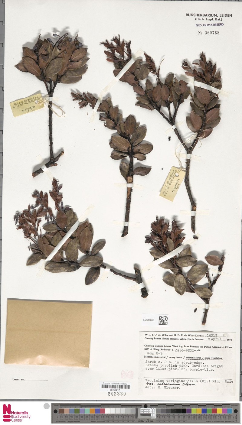 Vaccinium varingiifolium var. calcaratum photo 5