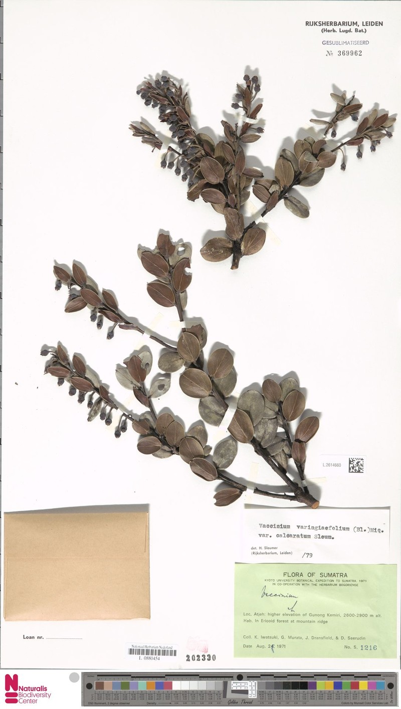 Vaccinium varingiifolium var. calcaratum photo 6