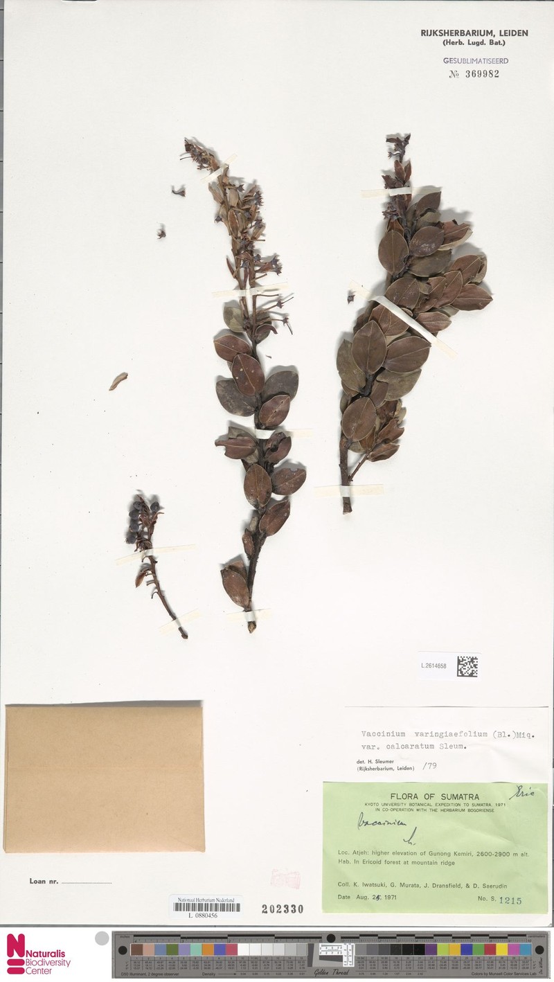Vaccinium varingiifolium var. calcaratum photo 8