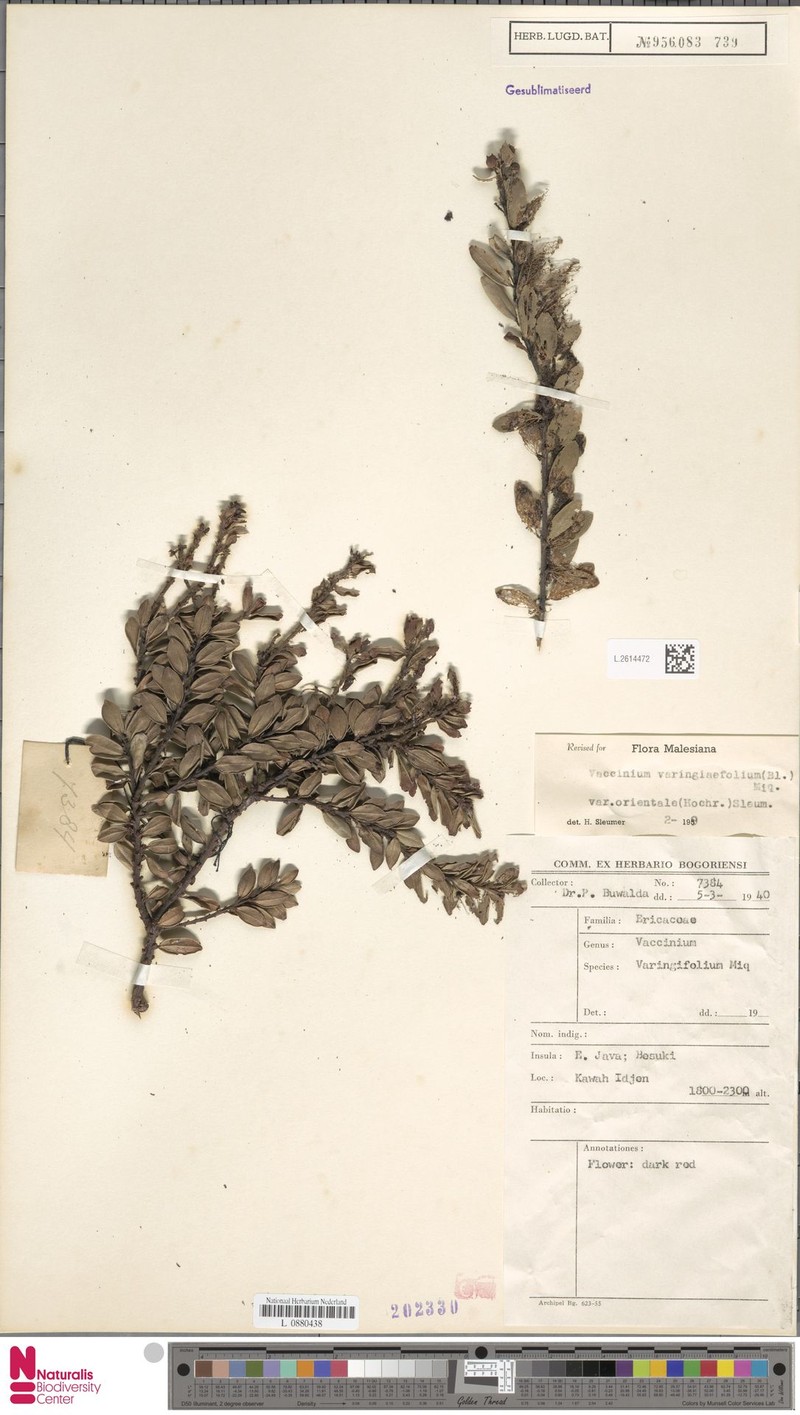 Vaccinium varingiifolium var. orientale