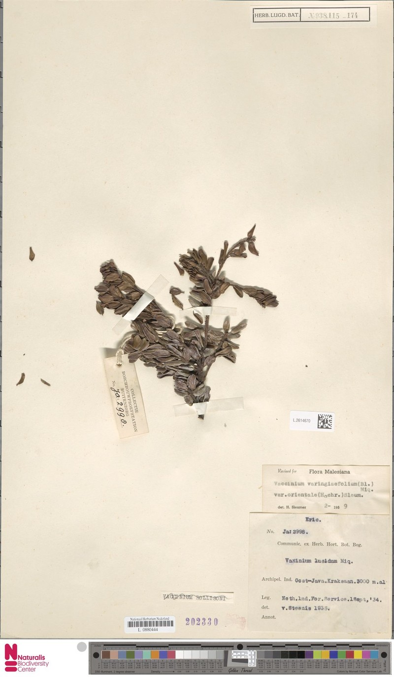 Vaccinium varingiifolium var. orientale photo 2
