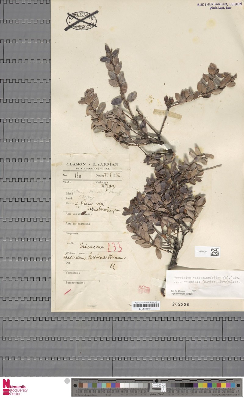 Vaccinium varingiifolium var. orientale photo 3