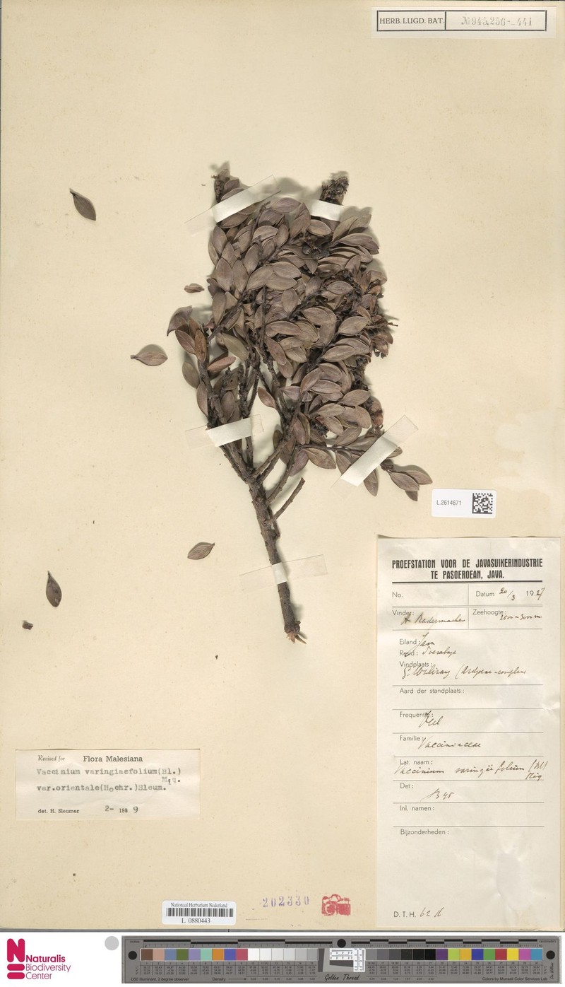 Vaccinium varingiifolium var. orientale photo 4