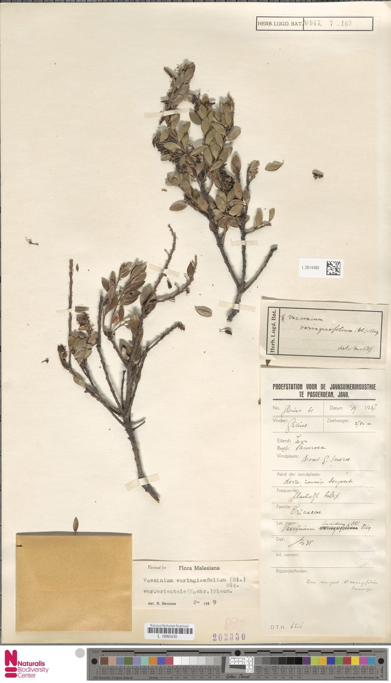 Vaccinium varingiifolium var. orientale photo 5