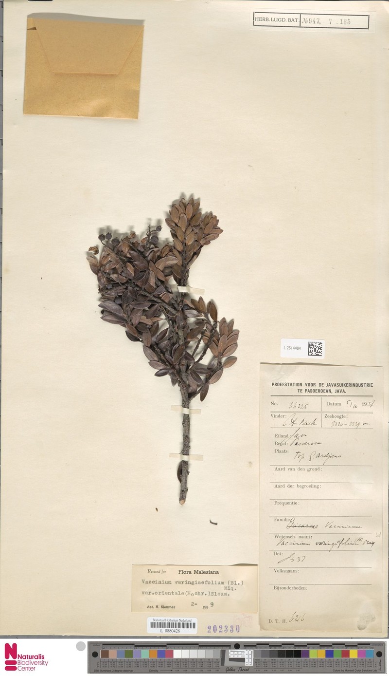 Vaccinium varingiifolium var. orientale photo 6