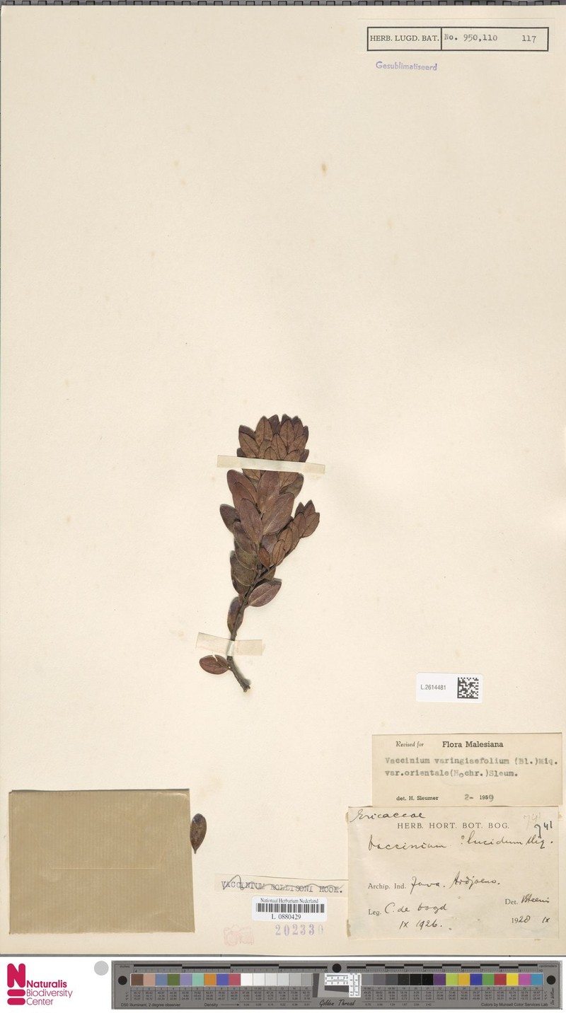 Vaccinium varingiifolium var. orientale photo 7