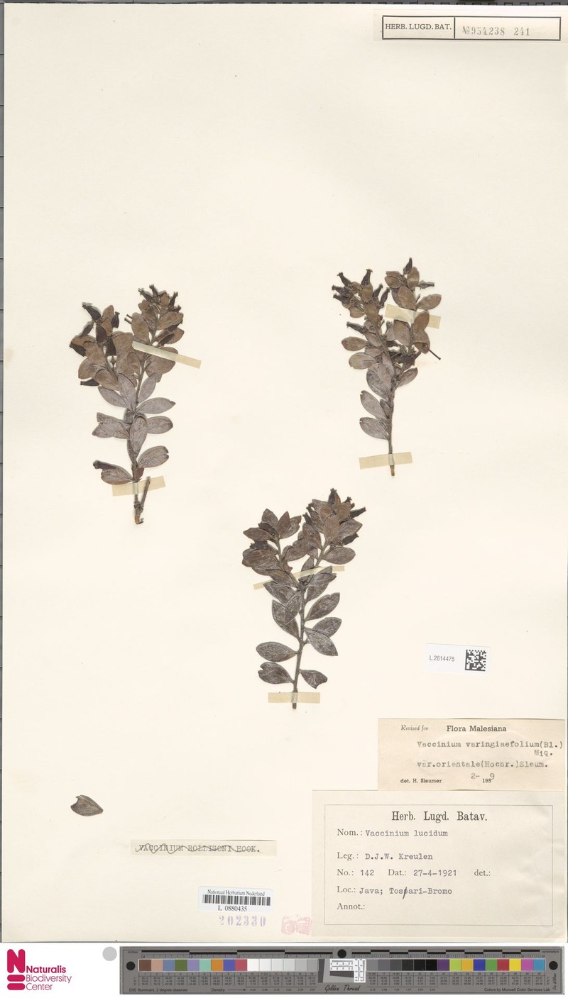 Vaccinium varingiifolium var. orientale photo 8