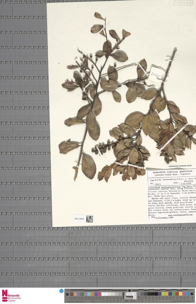 Vaccinium varingiifolium var. varingiifolium