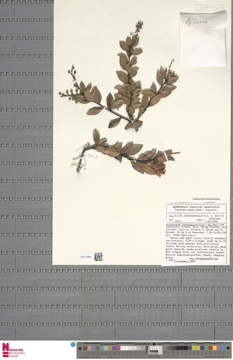 Vaccinium varingiifolium var. varingiifolium photo 2