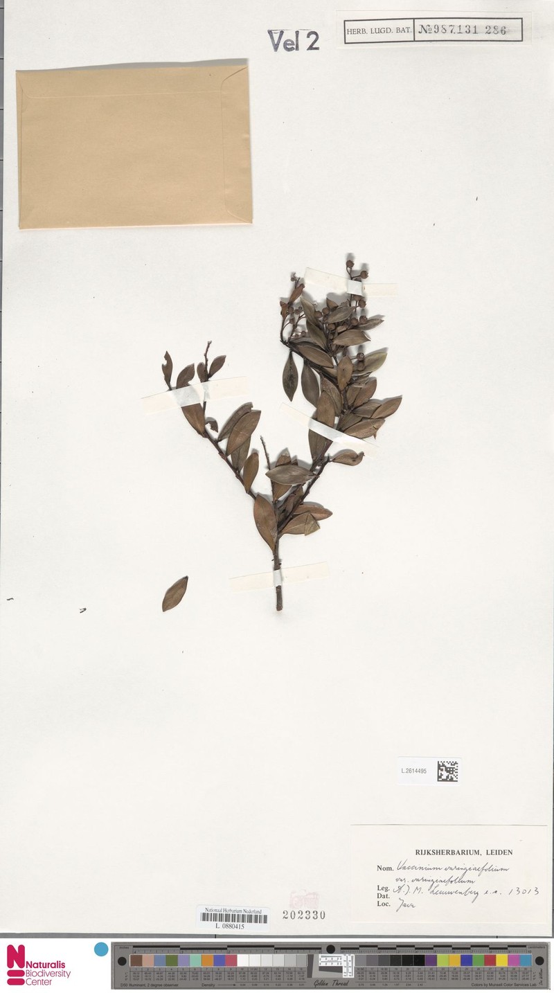Vaccinium varingiifolium var. varingiifolium photo 3