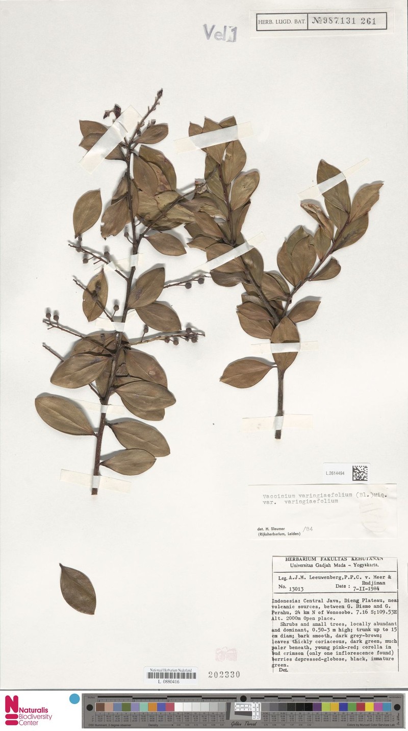 Vaccinium varingiifolium var. varingiifolium photo 4