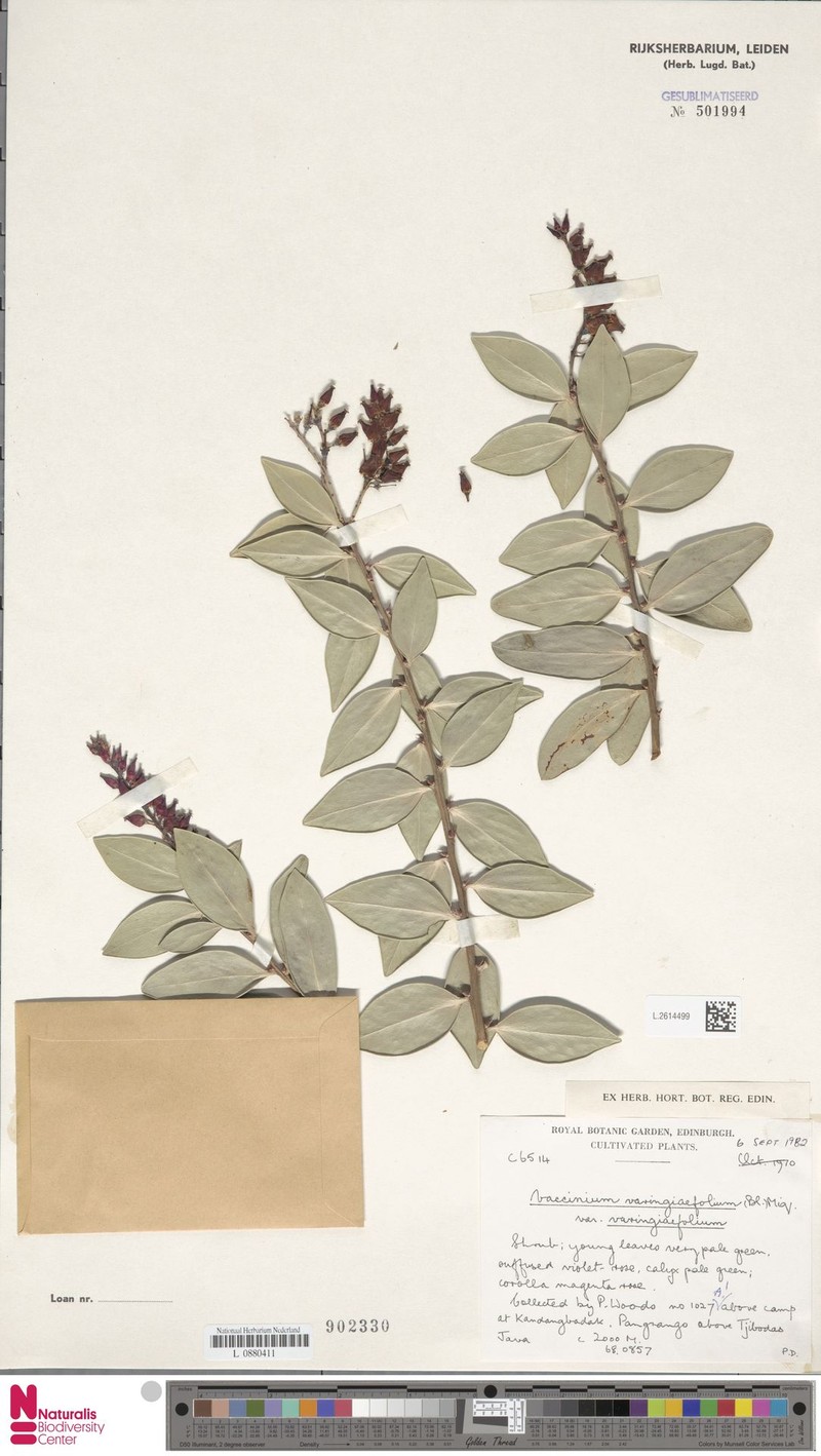 Vaccinium varingiifolium var. varingiifolium photo 5