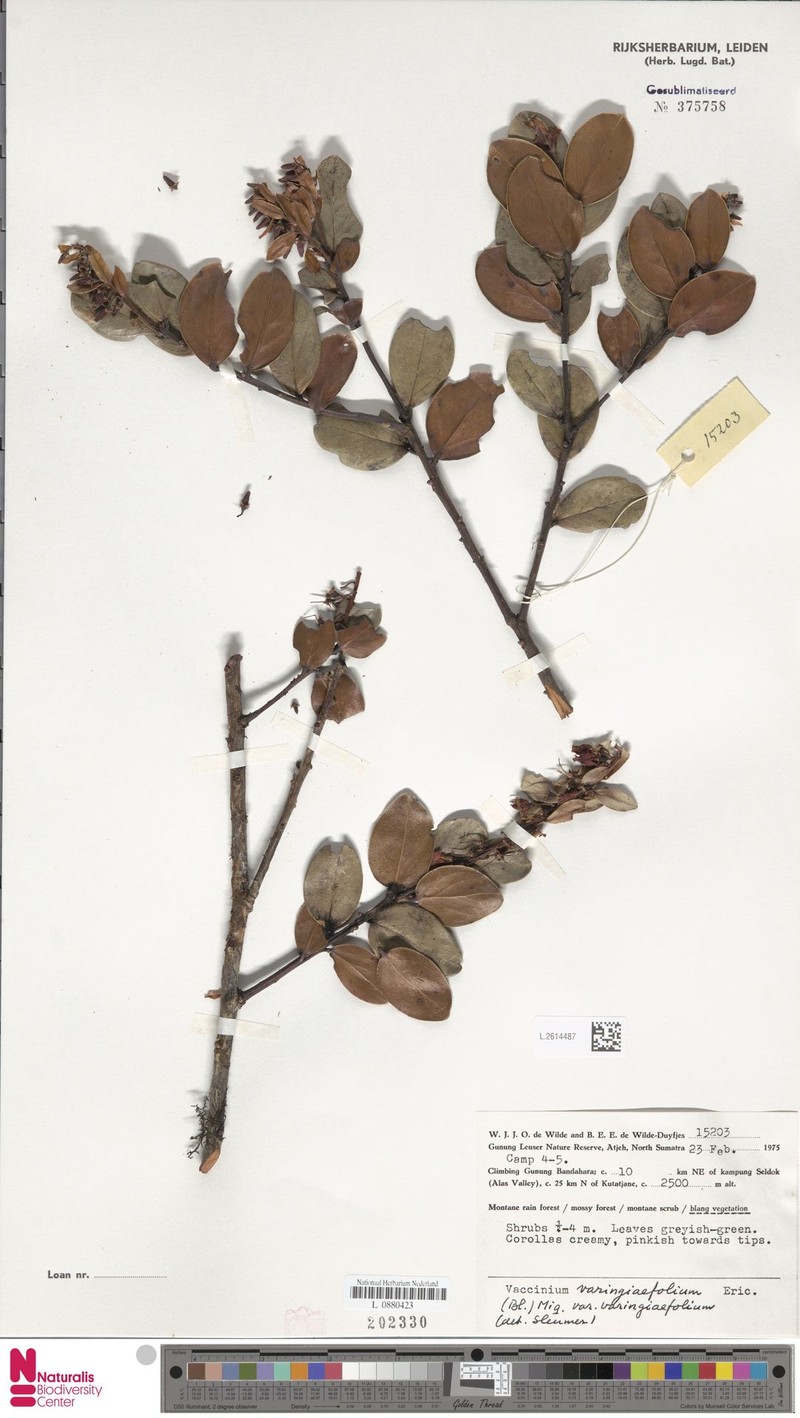 Vaccinium varingiifolium var. varingiifolium photo 6