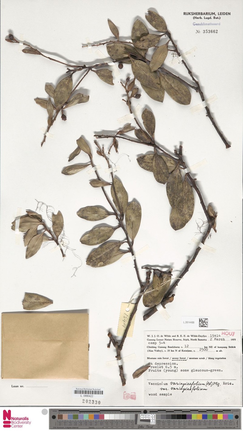 Vaccinium varingiifolium var. varingiifolium photo 7