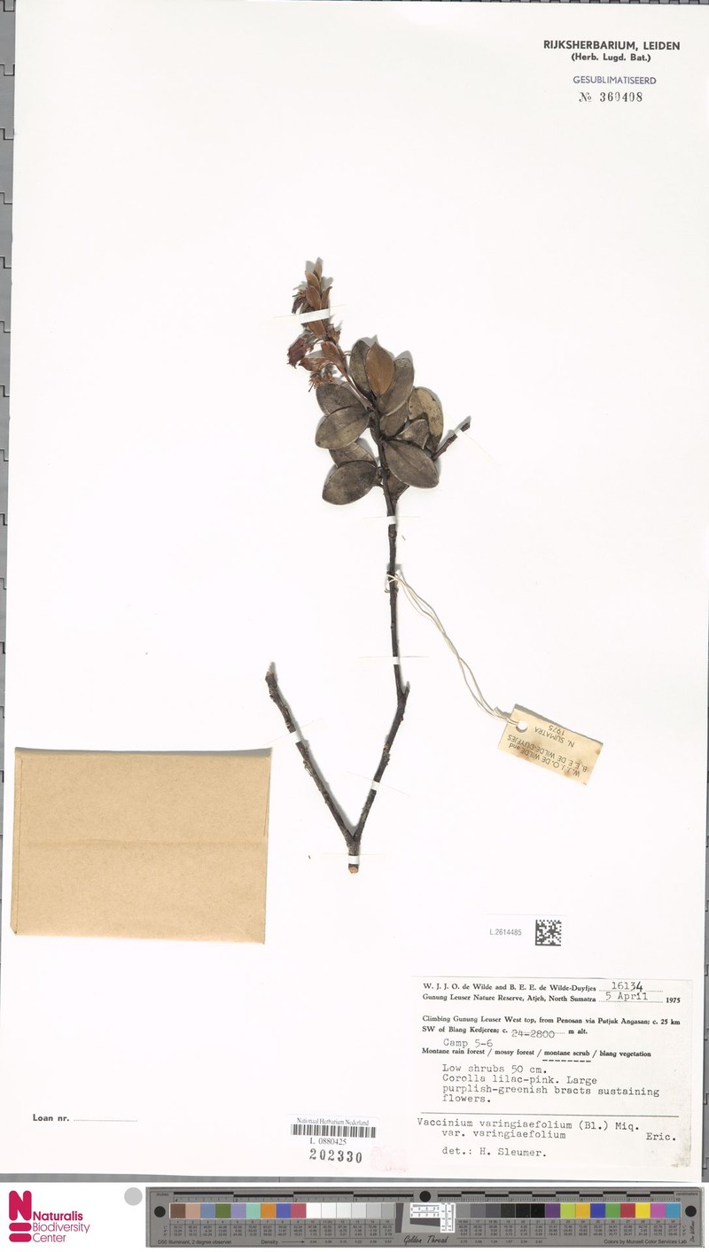 Vaccinium varingiifolium var. varingiifolium photo 8