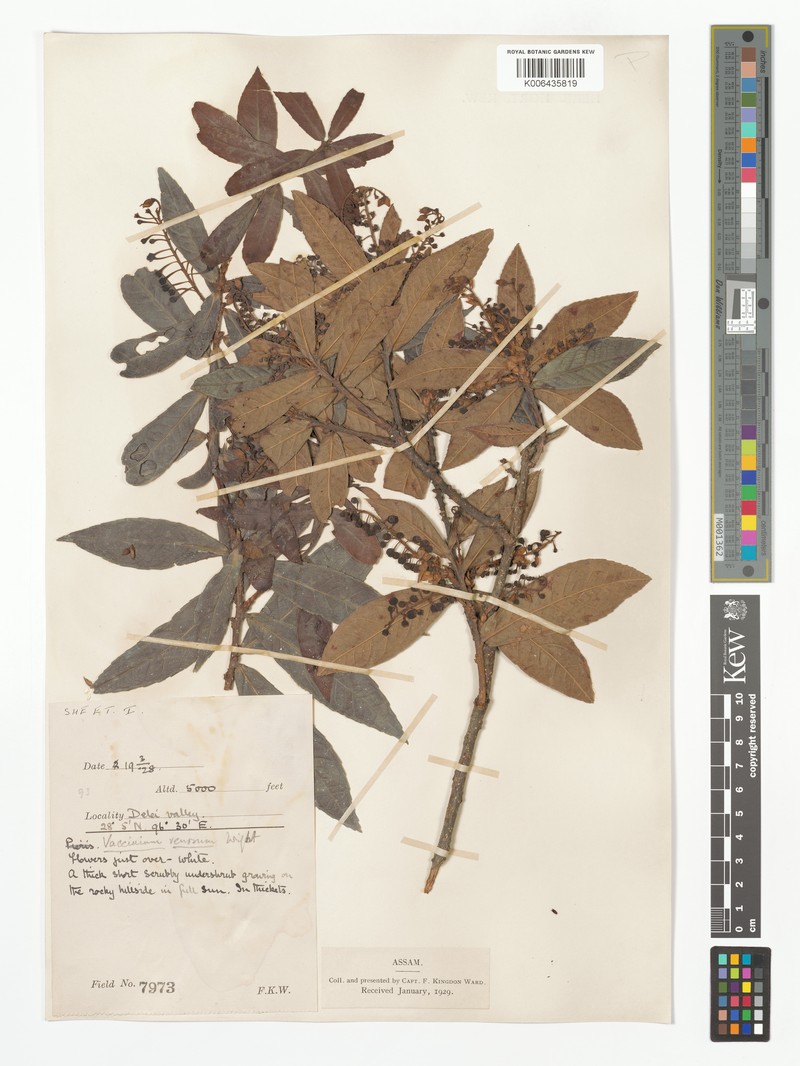 Vaccinium venosum