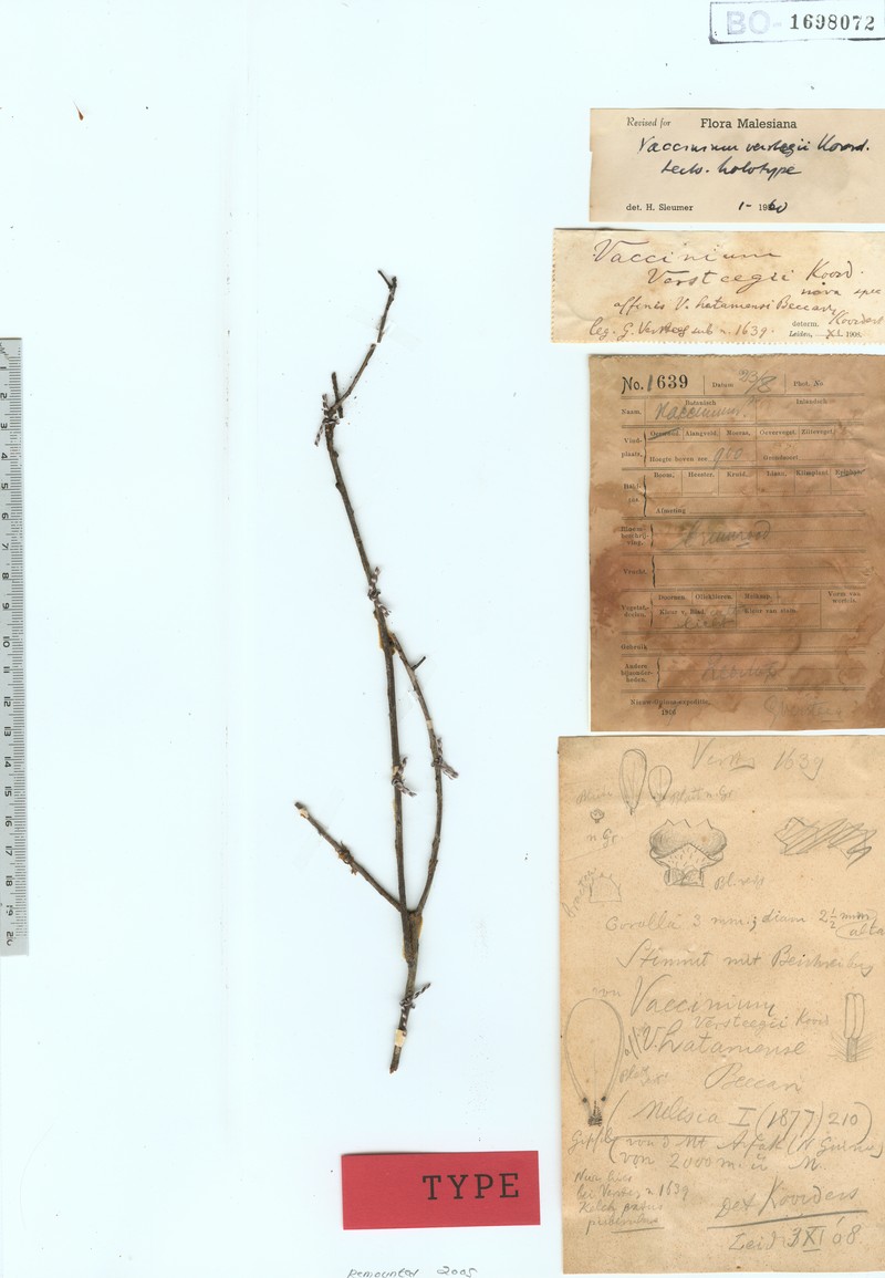 Vaccinium versteegii