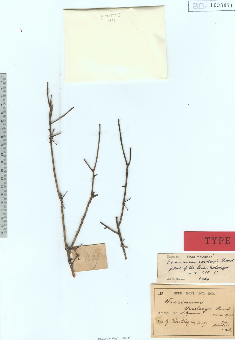 Vaccinium versteegii photo 2