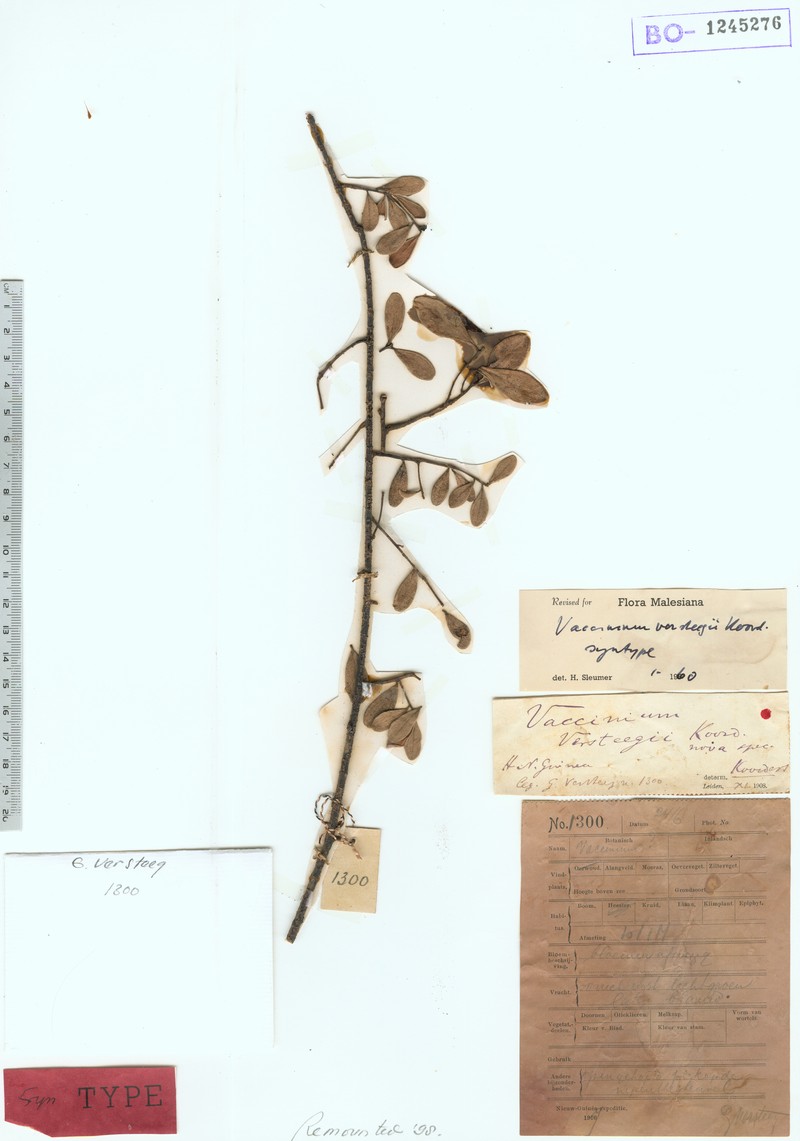 Vaccinium versteegii photo 3
