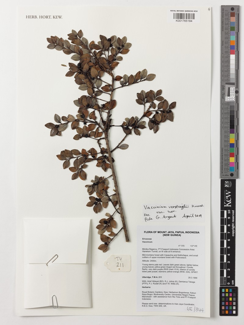 Vaccinium versteegii photo 4
