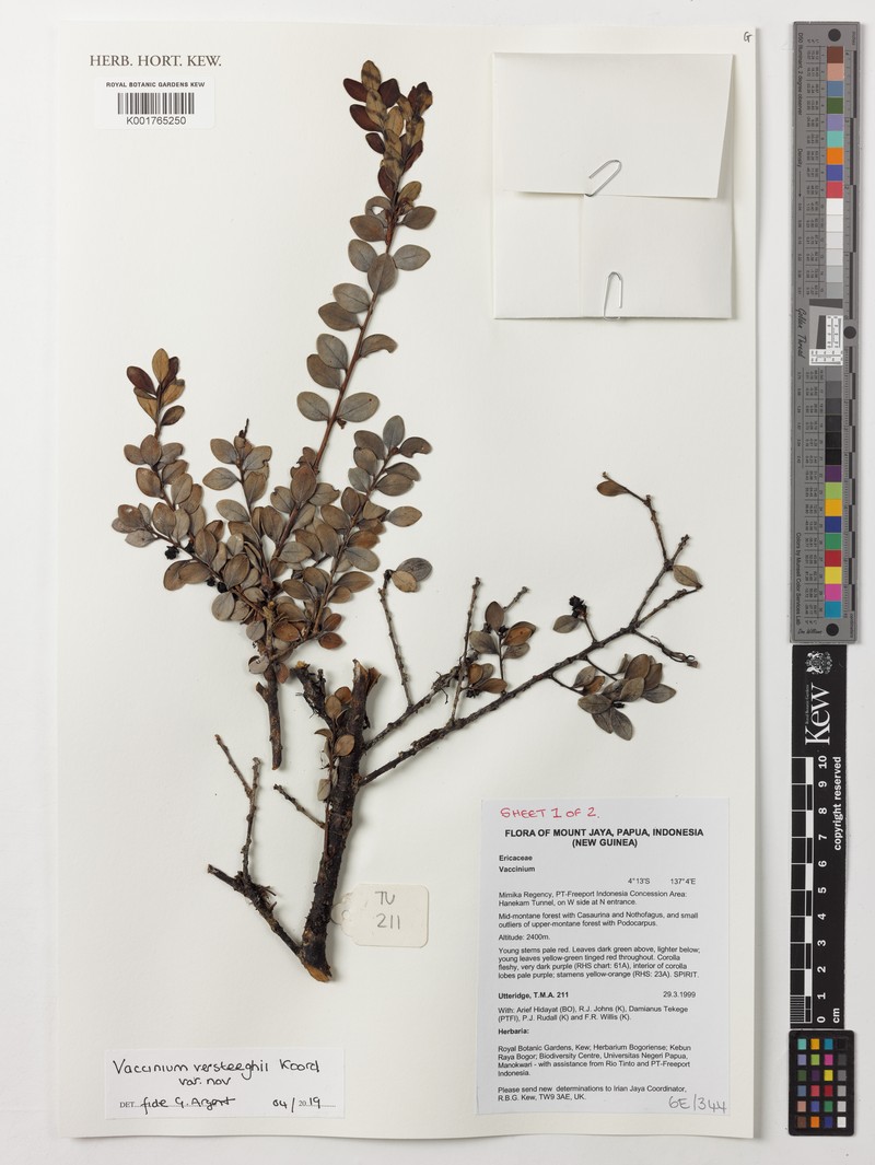 Vaccinium versteegii photo 5