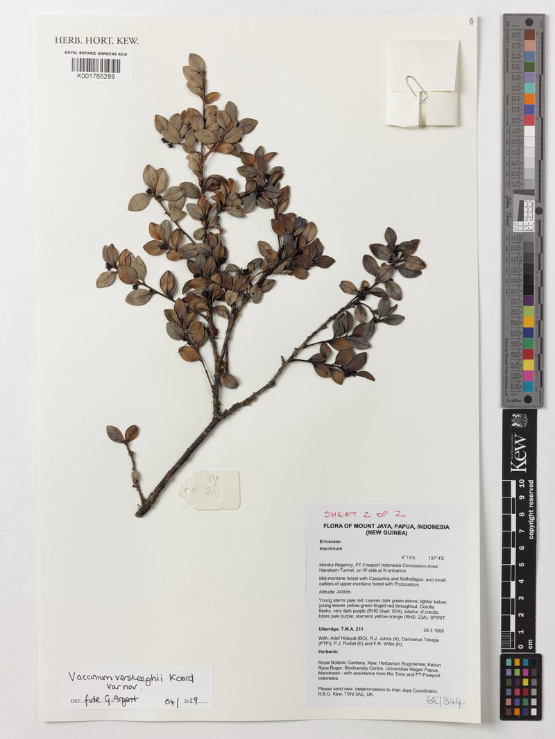 Vaccinium versteegii photo 6