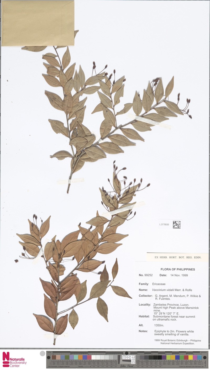 Vaccinium vidalii
