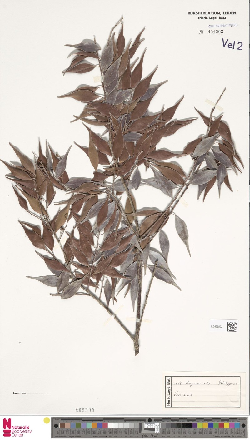 Vaccinium vidalii photo 2