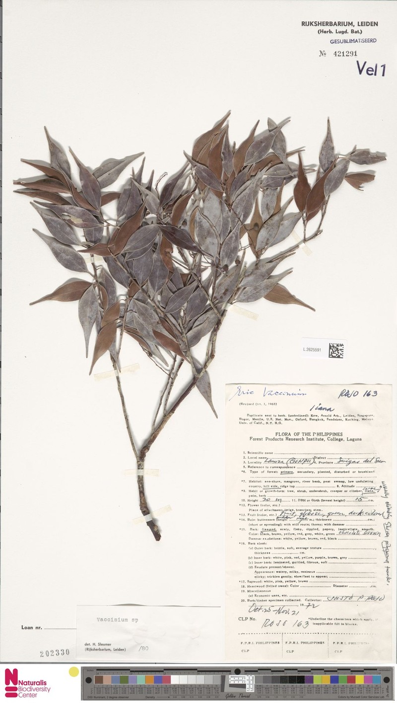 Vaccinium vidalii photo 3