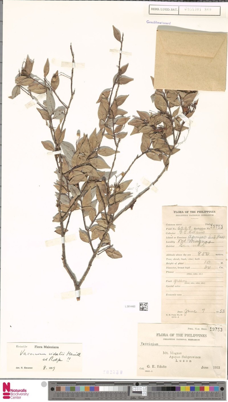 Vaccinium vidalii photo 4
