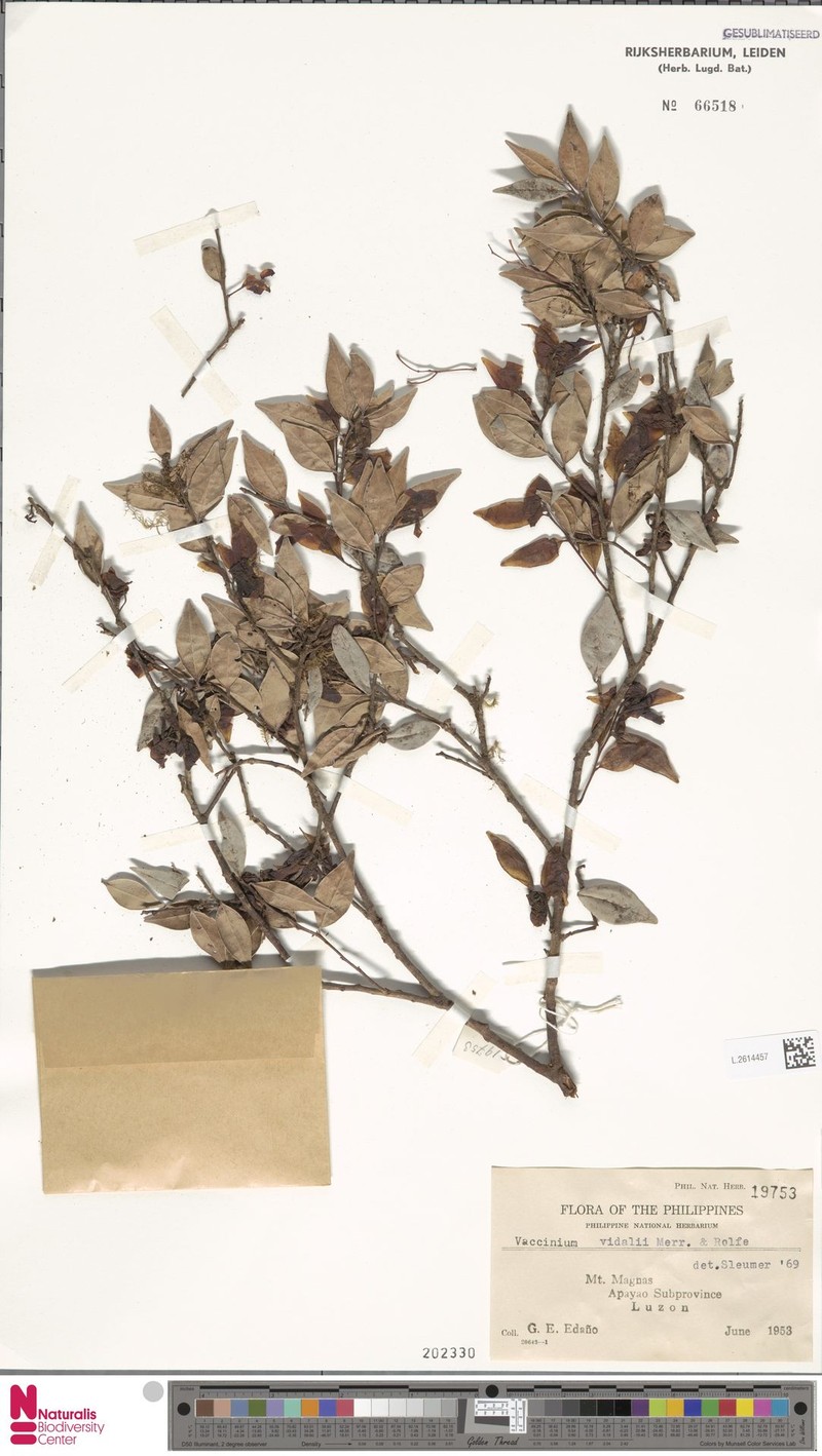 Vaccinium vidalii photo 5