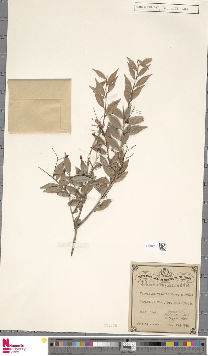 Vaccinium vidalii photo 6