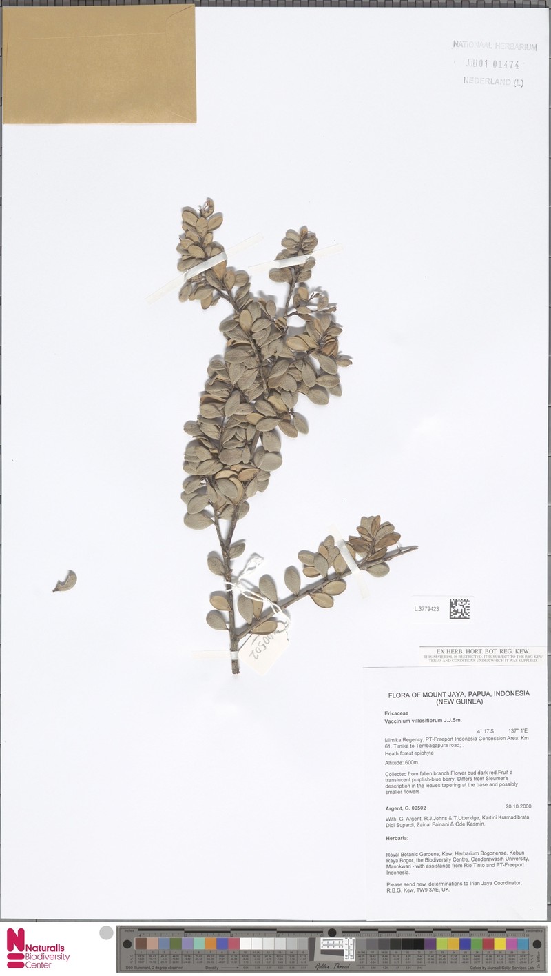 Vaccinium villosiflorum