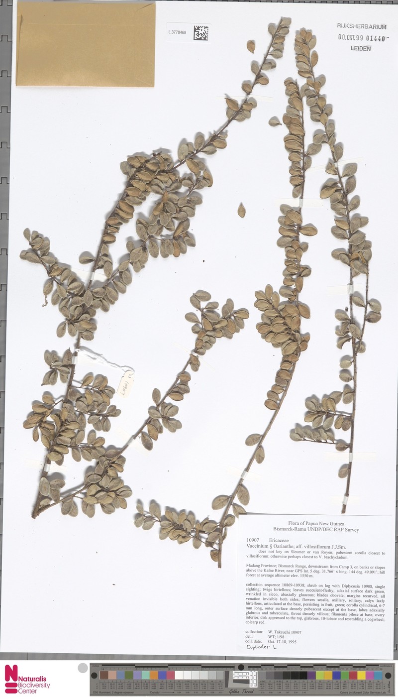 Vaccinium villosiflorum photo 2