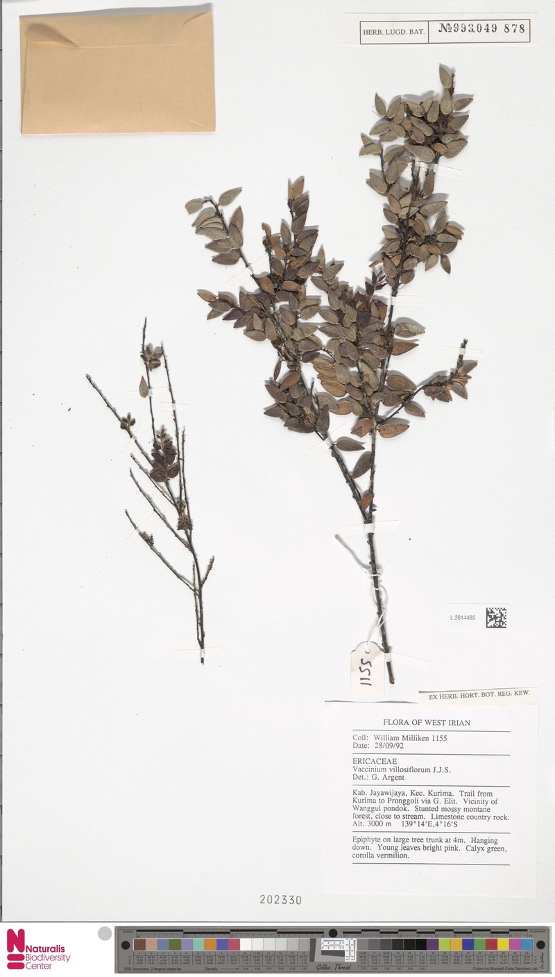 Vaccinium villosiflorum photo 3