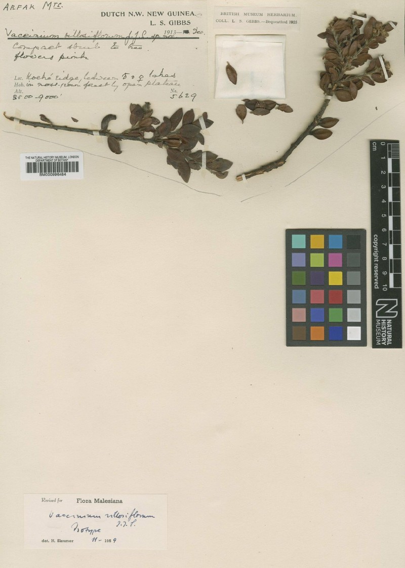 Vaccinium villosiflorum photo 4