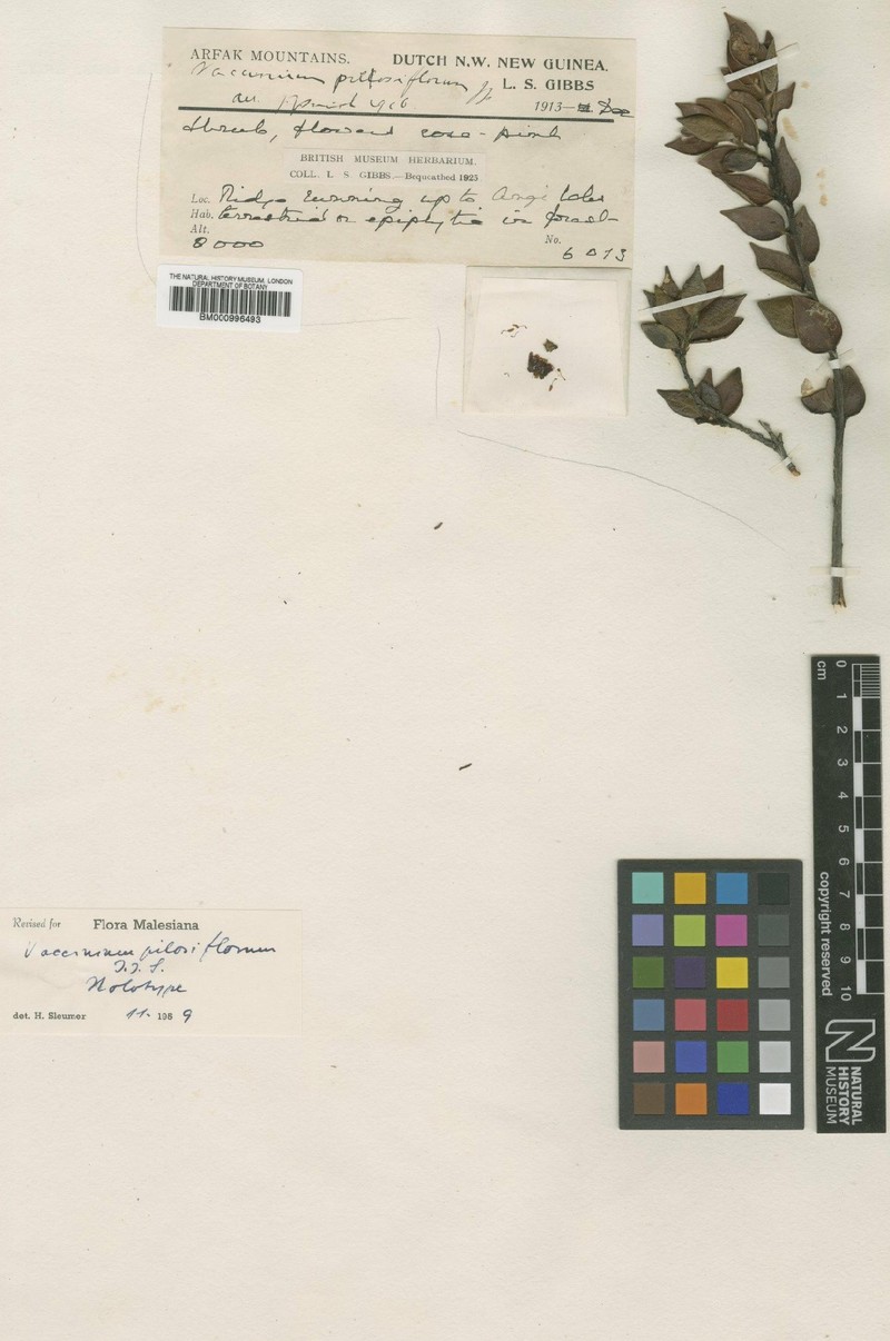 Vaccinium villosiflorum photo 5