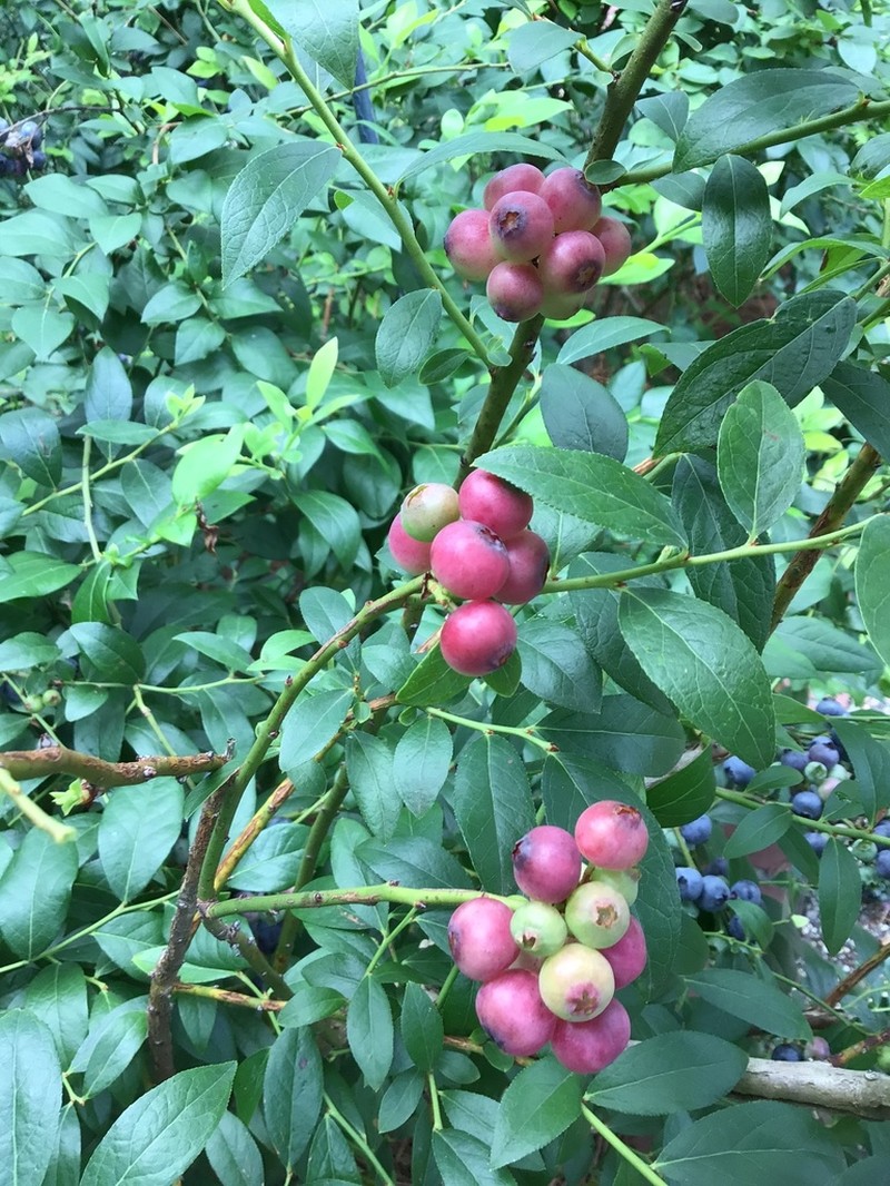 Smallflower Blueberry photo 6