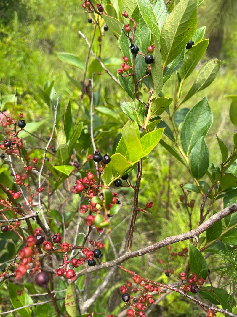Smallflower Blueberry photo 7