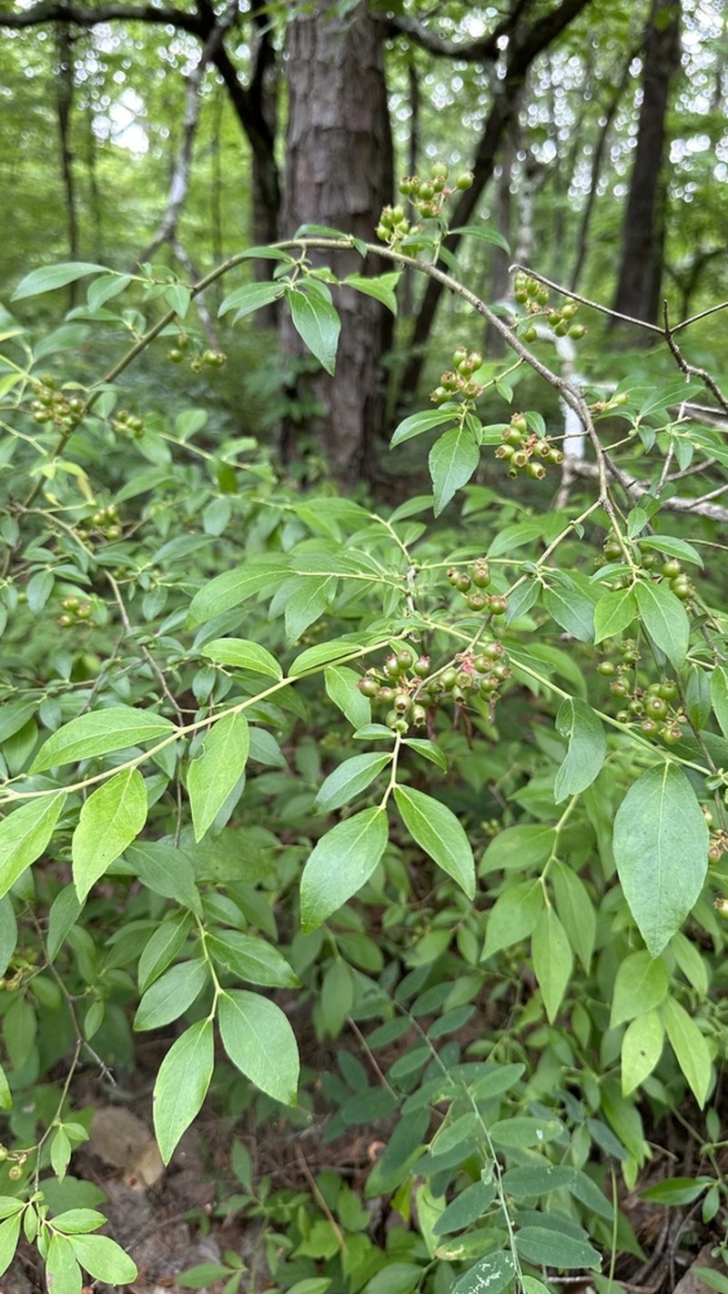 Smallflower Blueberry photo 8