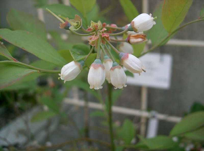 Smallflower Blueberry photo 4